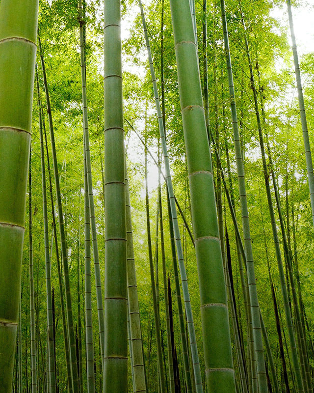 竹木地板